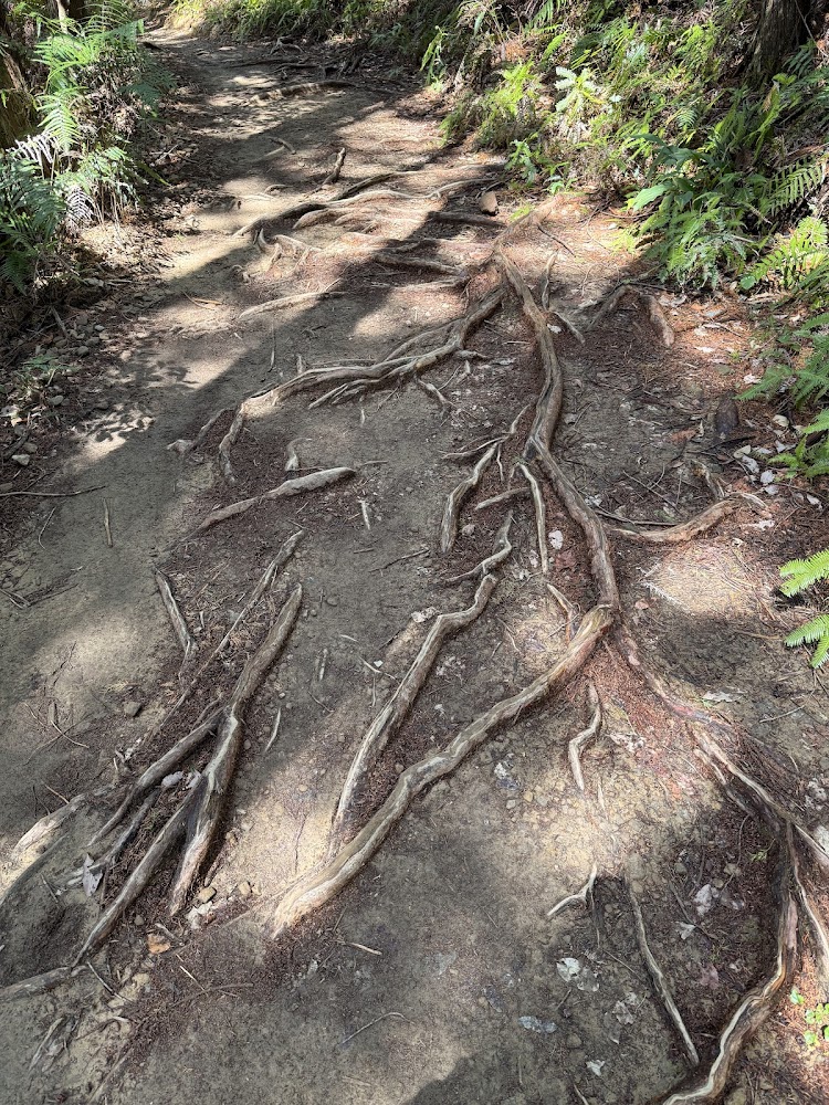 熊野古道中邊路樹根步道