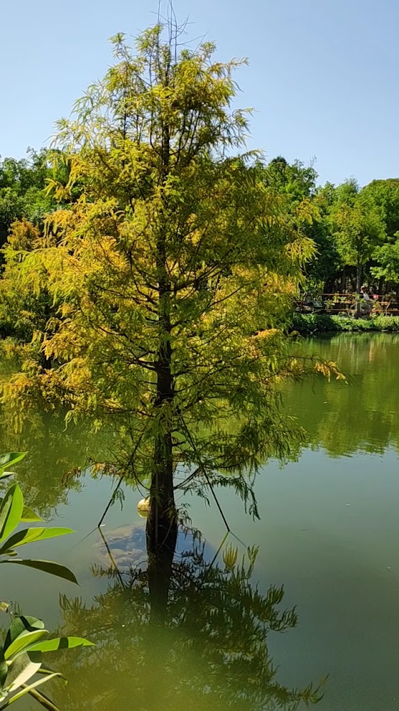 台灣地景花園湖中央樹木倒影