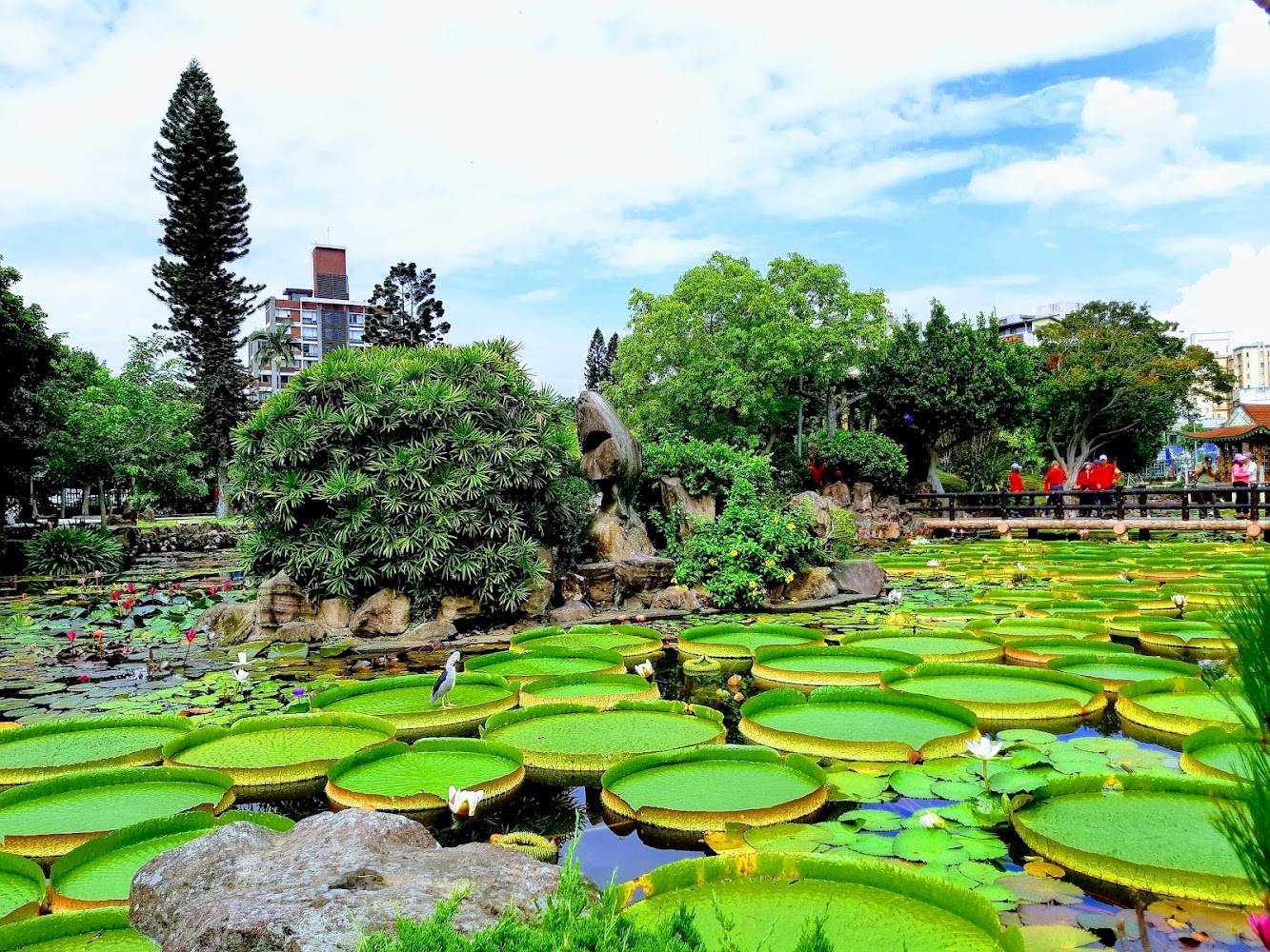 雙溪河濱公園蓮葉池景觀