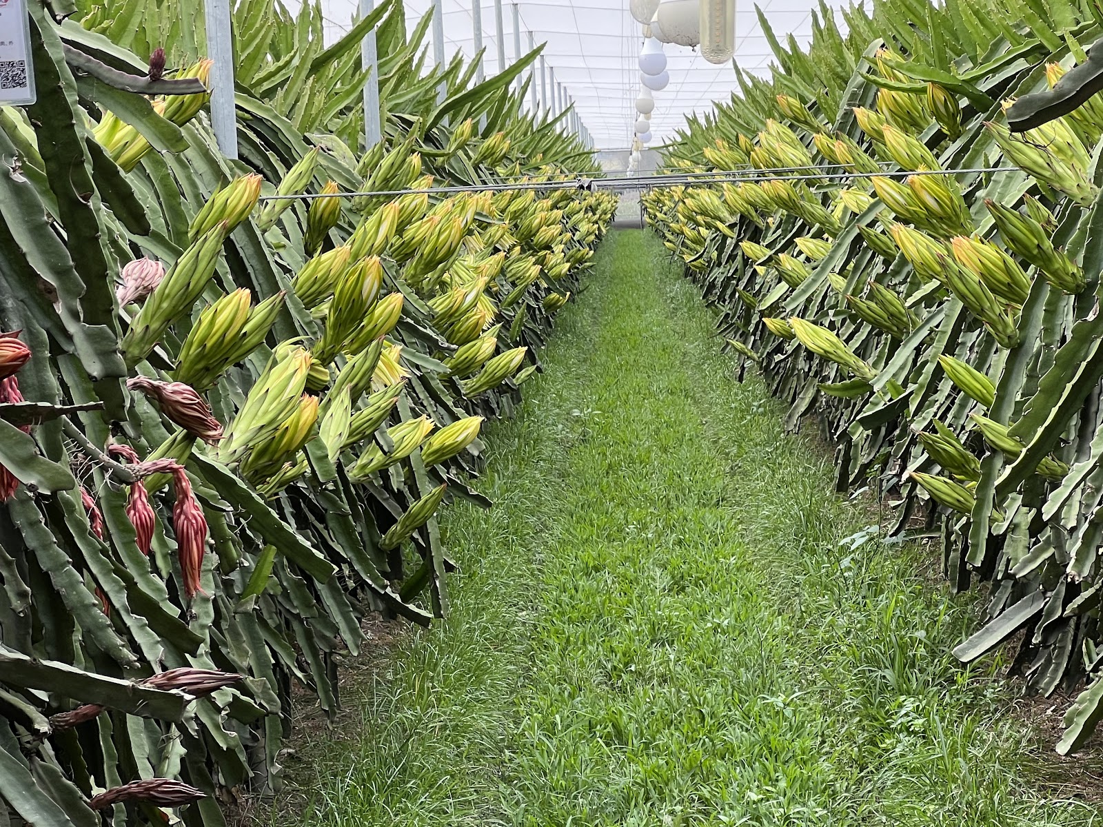 新科紅龍果園溫室內走道，兩側密集仙人掌植株掛滿黃綠色花苞，中央草地走道筆直延伸