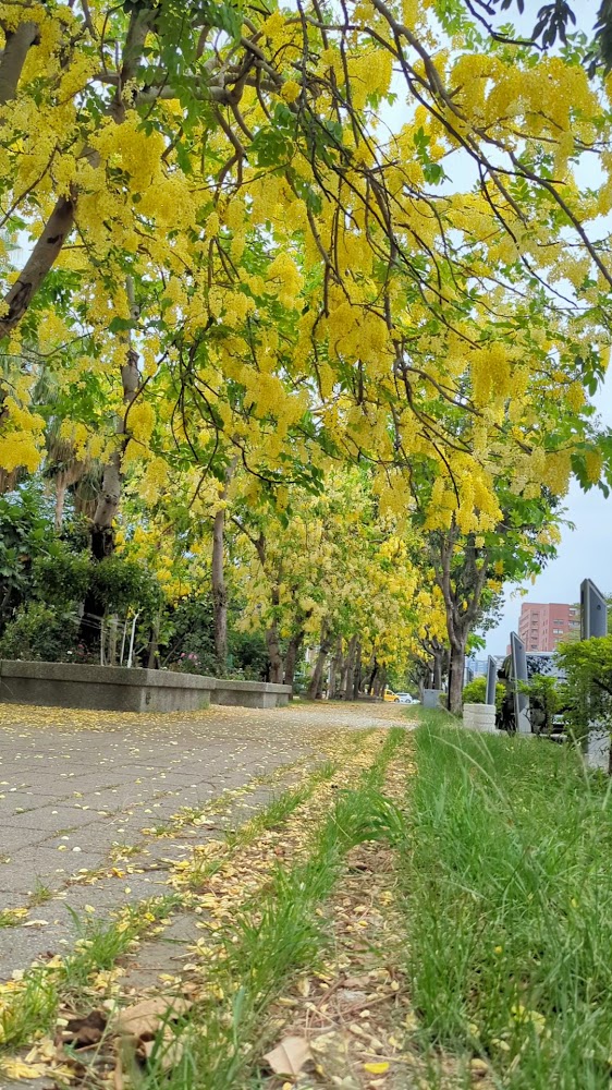 阿勃勒花開的人行道與滿地花瓣