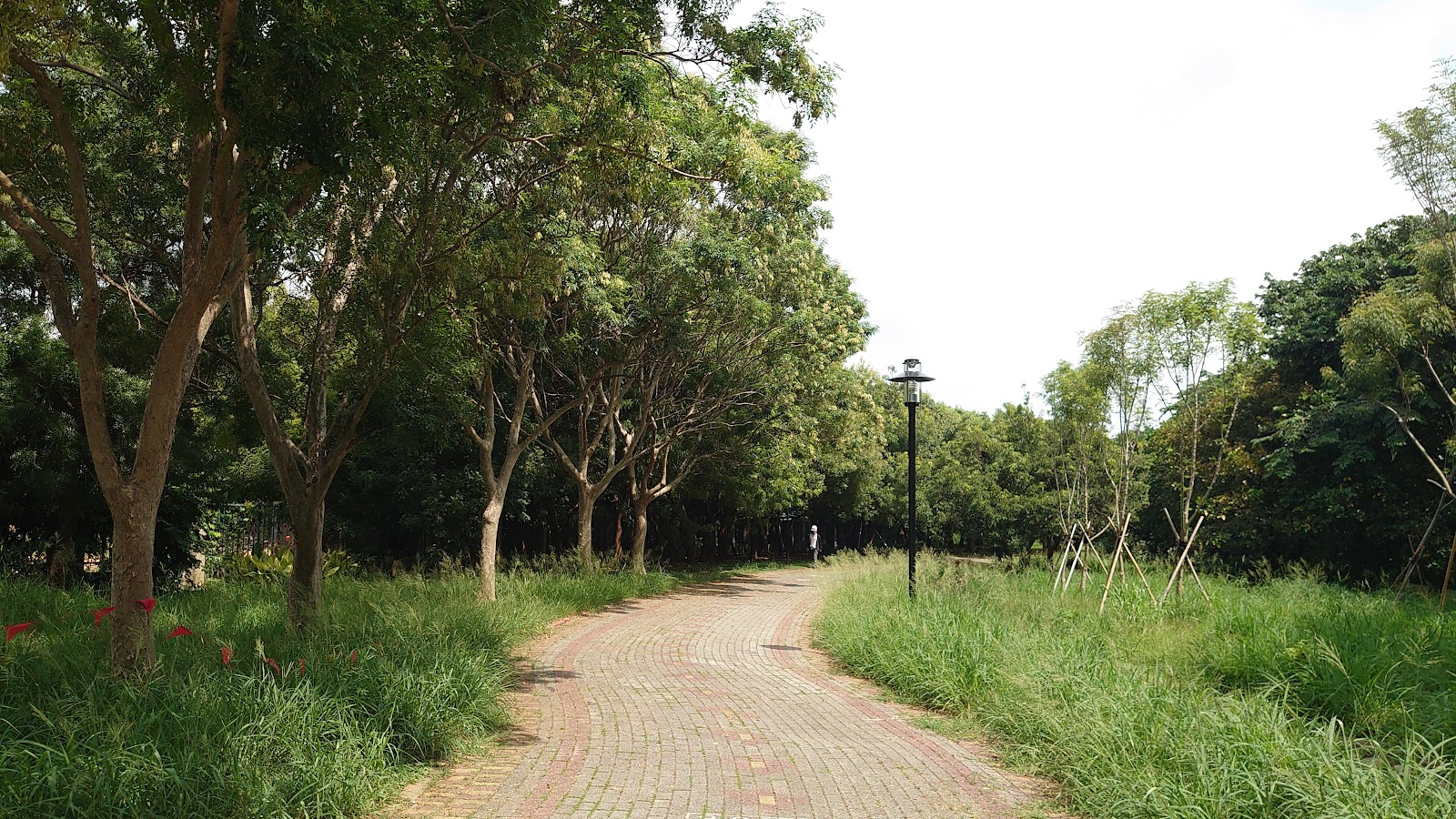 潭雅神綠園道磚石小徑穿越樹林路燈夜景