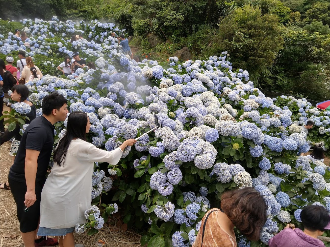 午後陽光繡球花田滿開藍色繡球花