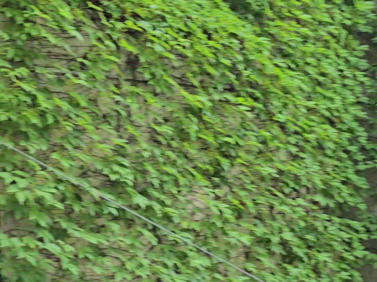 菩薩寺植物牆清水模建築台中大里