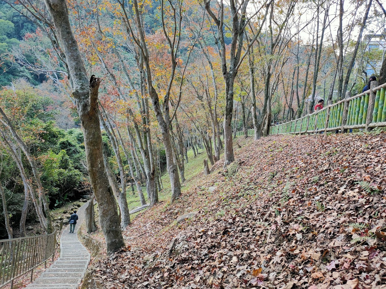 槭林步道落葉、階梯與林蔭景觀
