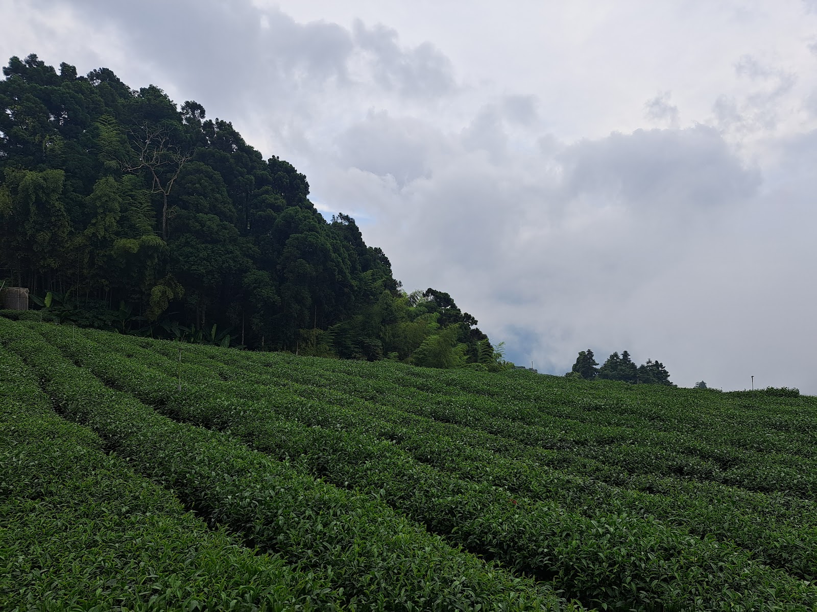 石棹高山茶園近拍,整齊翠綠茶行延伸至嘉義山林間