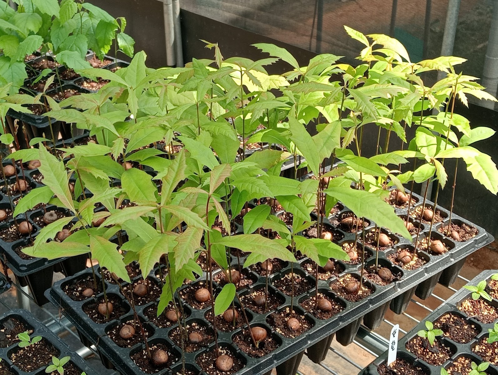 彰化芬園花卉園區溫室育苗盤綠芽花苗整齊排列