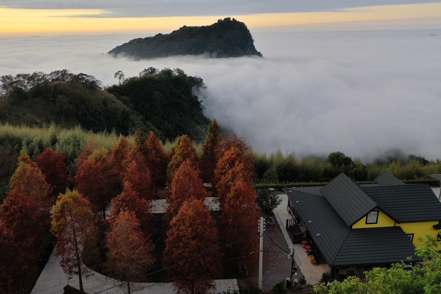 忘憂小築落羽松與雲海景觀