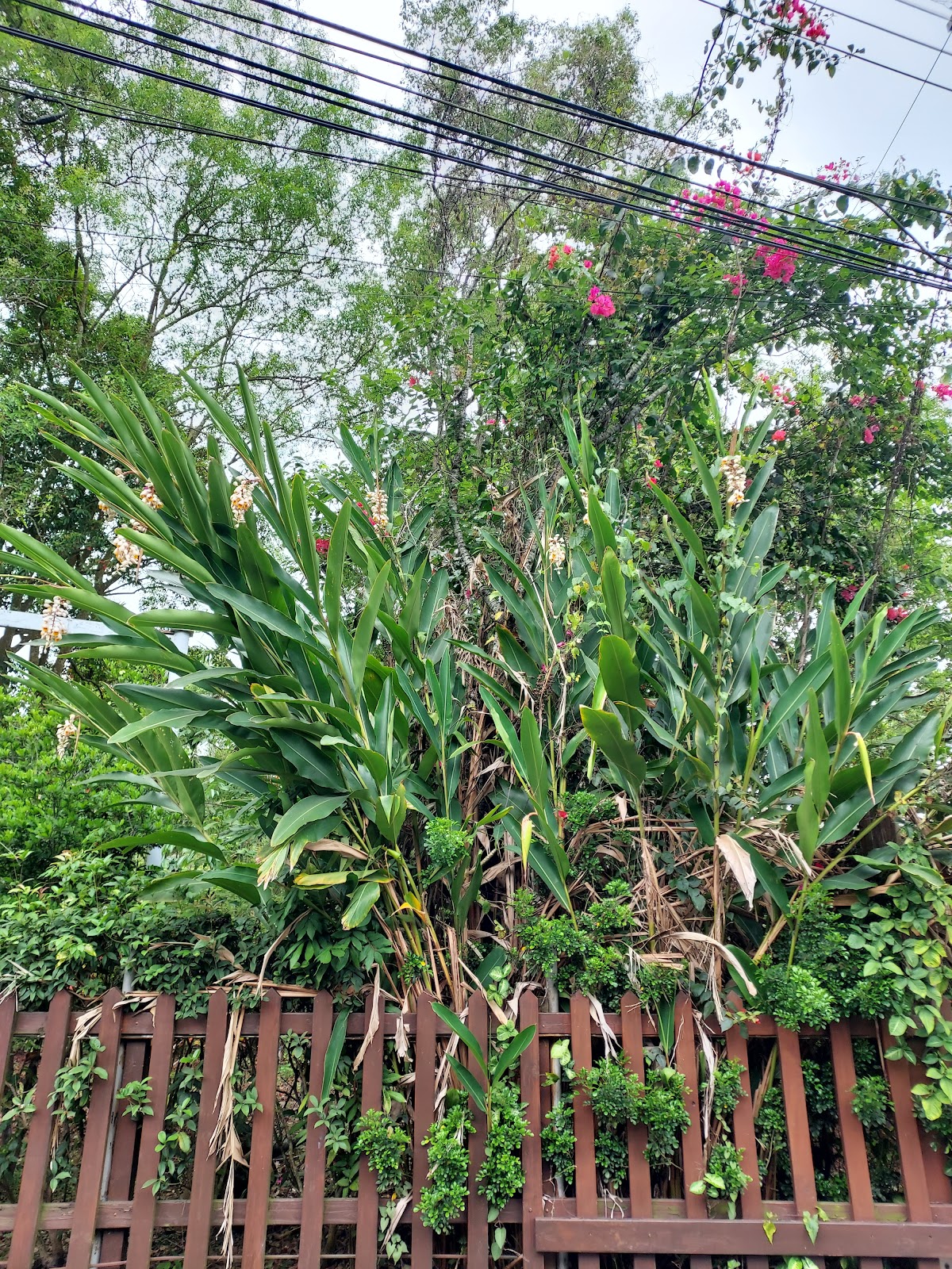 華山溪吊橋近景及山林環境