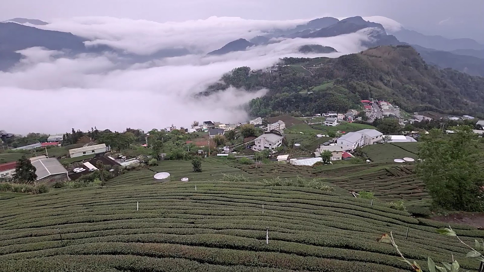 石棹茶園俯瞰雲海翻滾,嘉義高山山嶺在雲霧間若隱若現