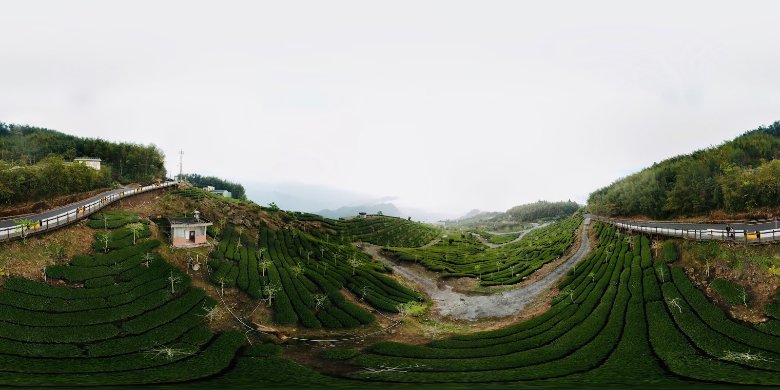 石棹茶園360度全景俯瞰,茶行蜿蜒於嘉義高山坡間