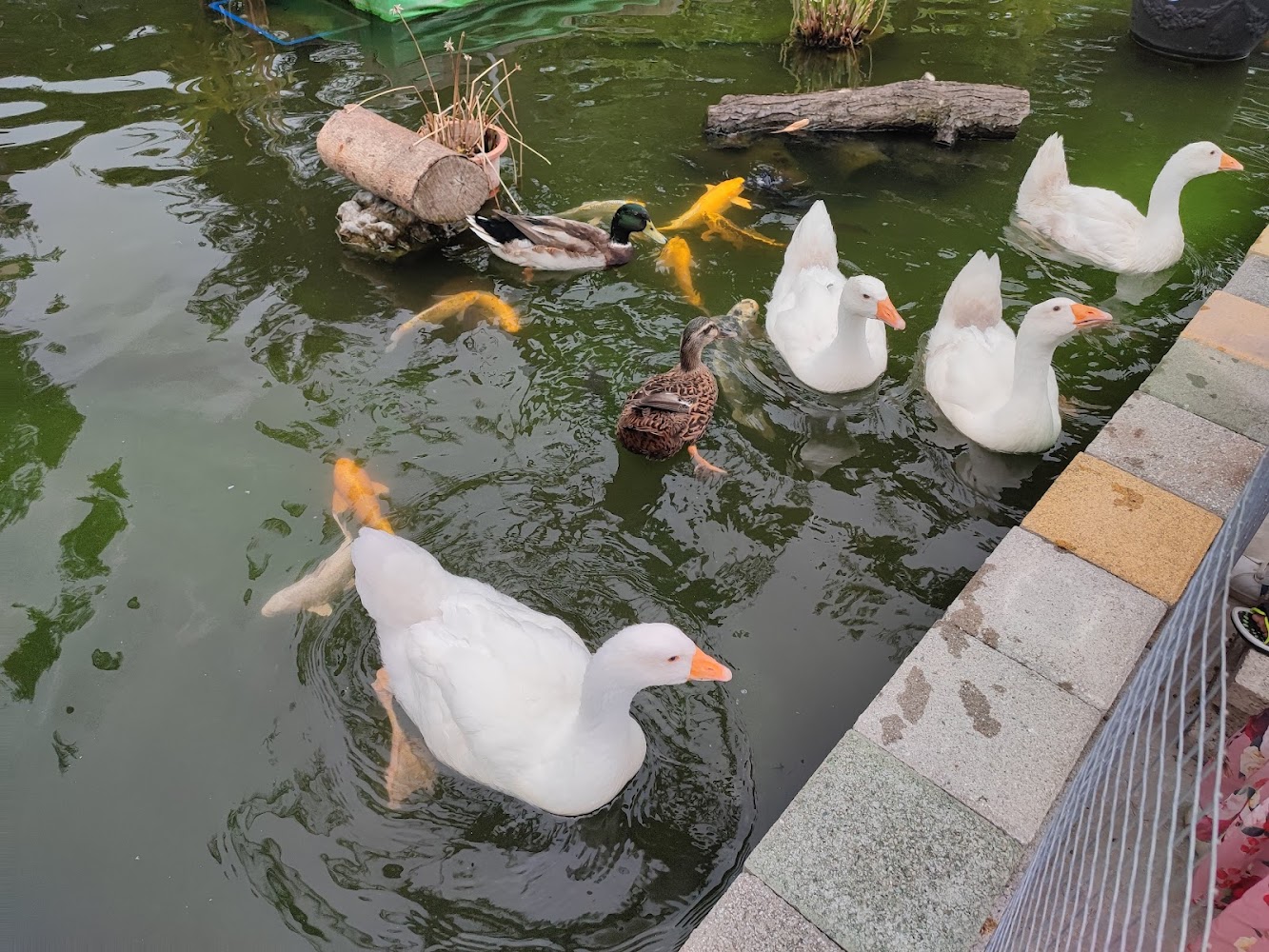 農場池塘有白鵝野鴨與錦鯉,環境自然