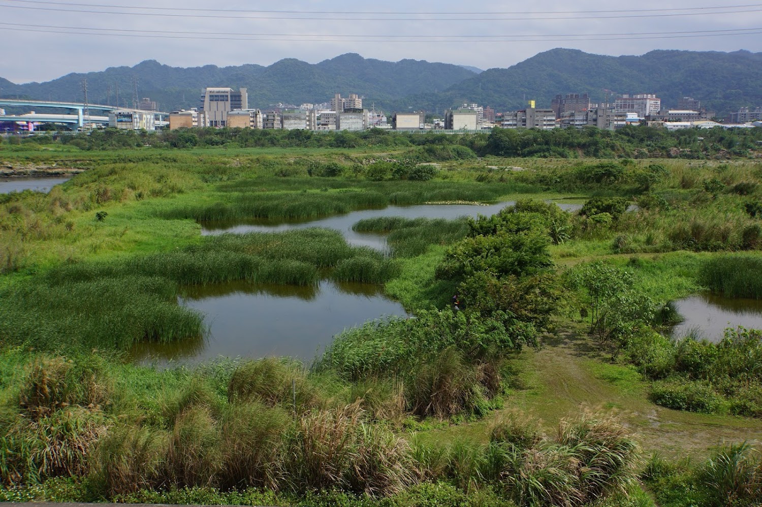 鹿角溪人工濕地多水池與綠地景觀