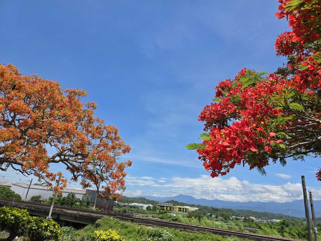 綠池鳳凰花攝點雙樹與遠山鐵道