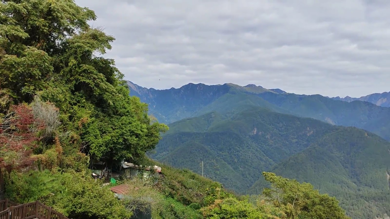 梨山山谷全景,楓樹俯瞰翠綠山脈連綿