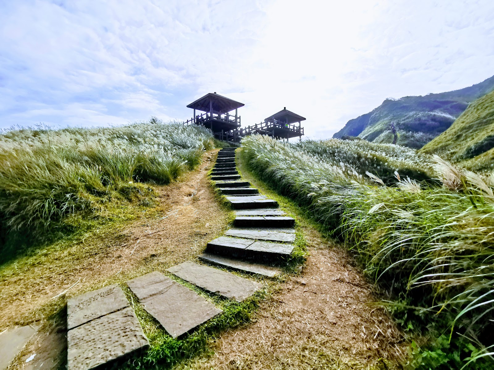 草嶺古道石板步道秋季芒草銀白搖曳