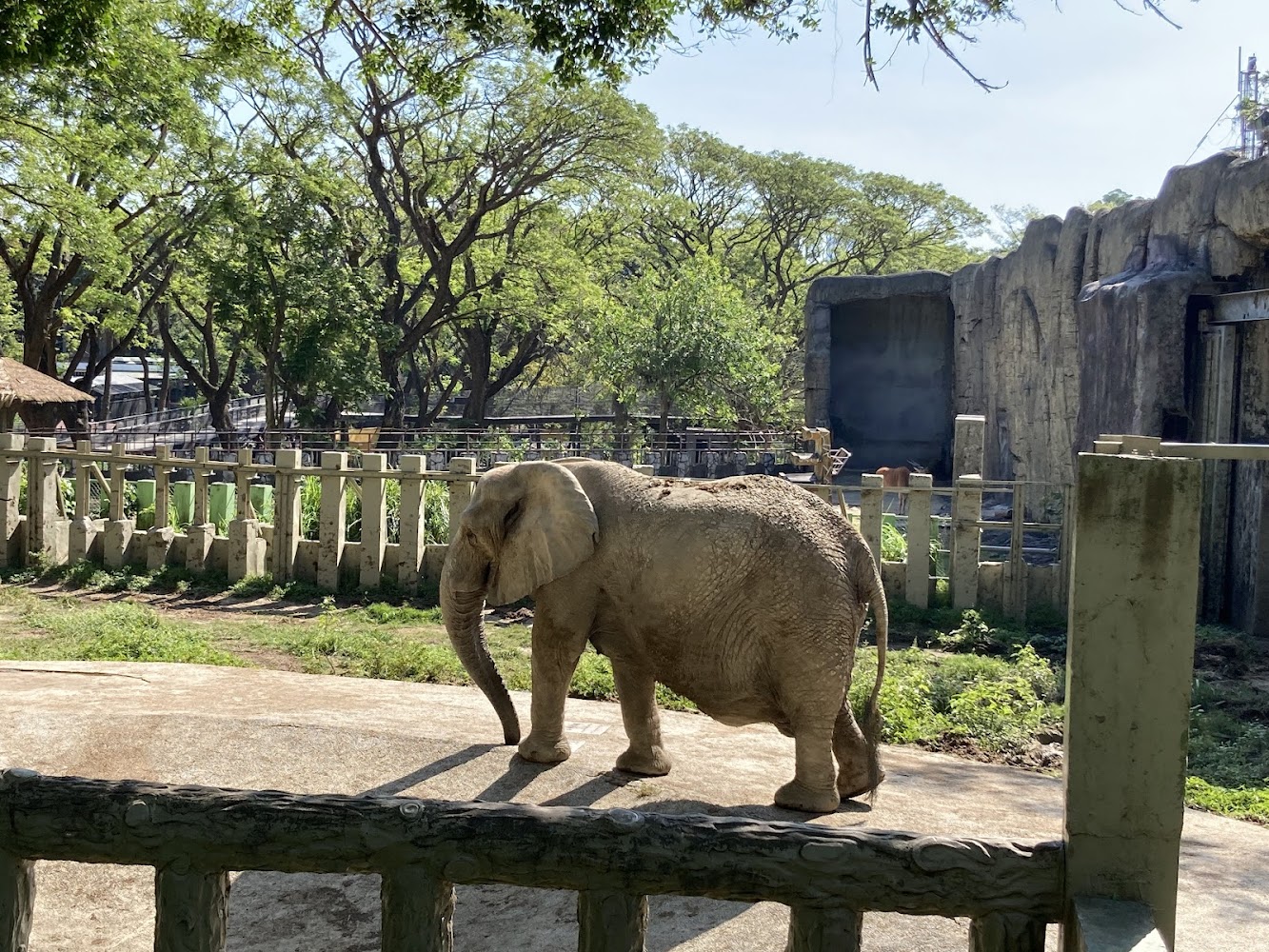 壽山動物園戶外大象展區