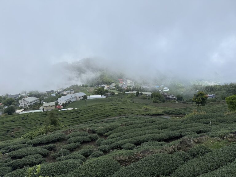 嘉義石棹高山茶園全景,雲霧繚繞山城民宿群,阿里山一日遊必訪景點