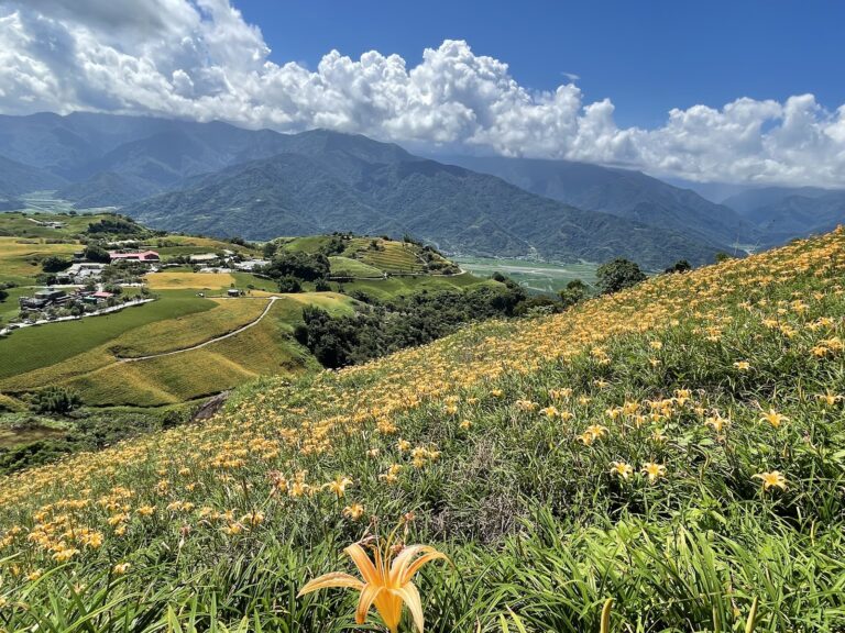 六十石山金針花海花蓮富里一日遊景點