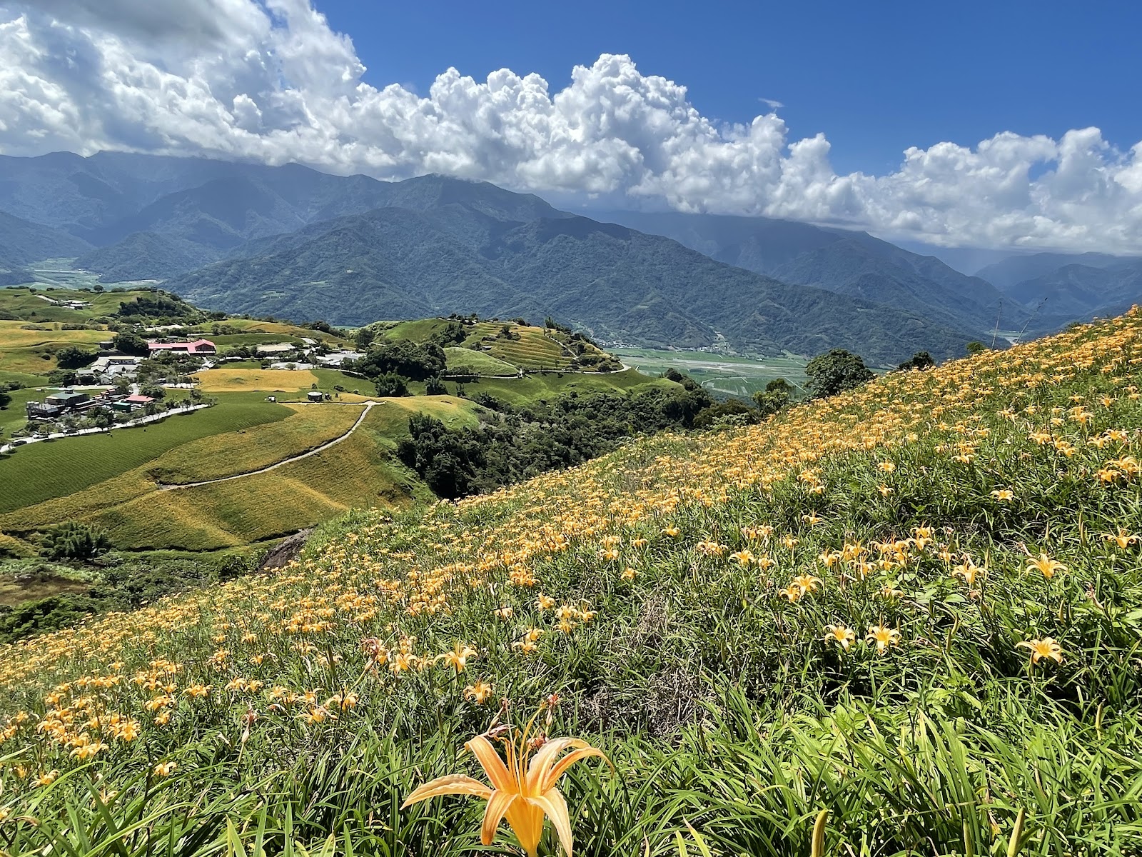 六十石山金針花海花蓮富里一日遊景點