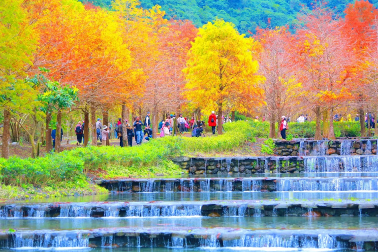 宜蘭三層坪落羽松