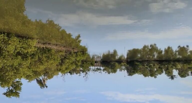 林園海洋濕地公園紅樹林生態，水面天空倒影，自然寧靜