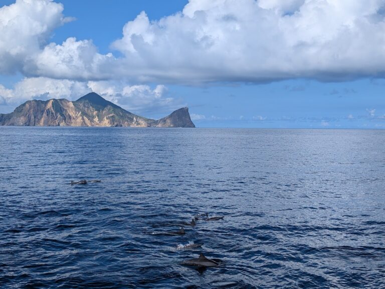 烏石港賞鯨懶人包|8家龜山島賞鯨船隊與旅客服務中心一次看,登島、繞島、牛奶海玩法整理