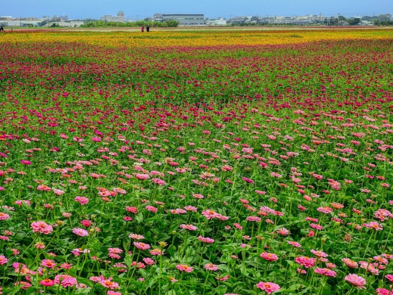 玉山路花海深度開箱:嘉義冬季花海節、美拍花田與親子散步一篇看懂