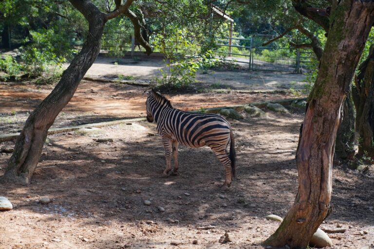 六福村動物園懶人包 4大園區與住宿一次看懂，親子出遊、猛獸巴士、蒸汽火車全攻略
