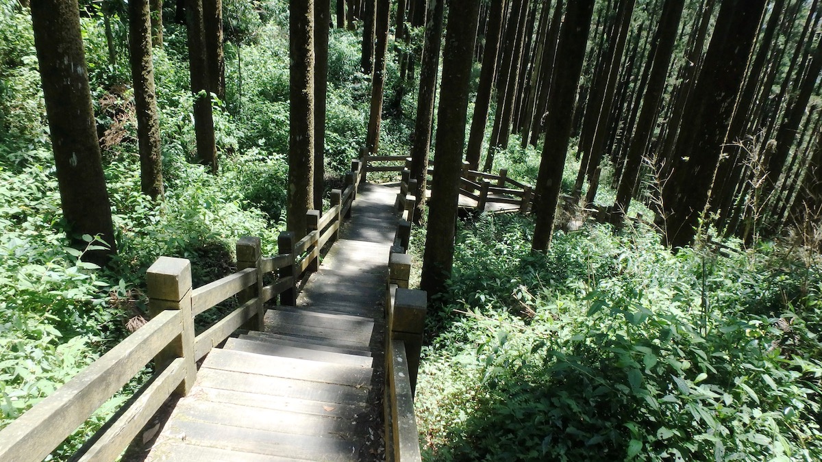 大凍山登山步道｜台灣山林悠遊網