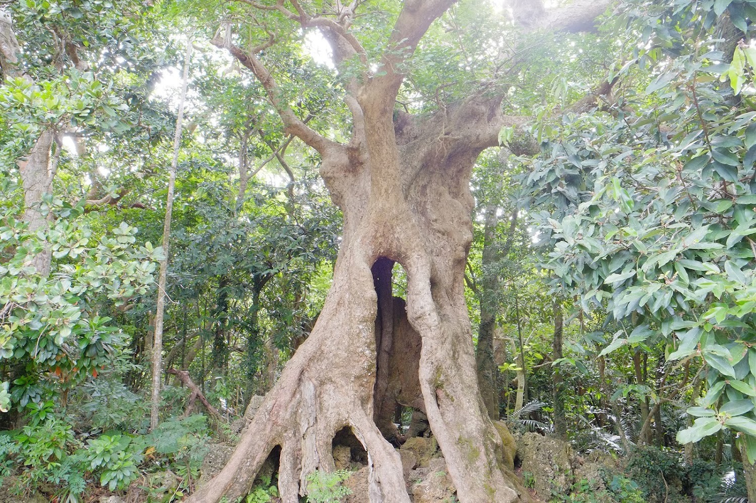 墾丁國家森林遊樂區懶人包：5大必看亮點與順遊景點一次看