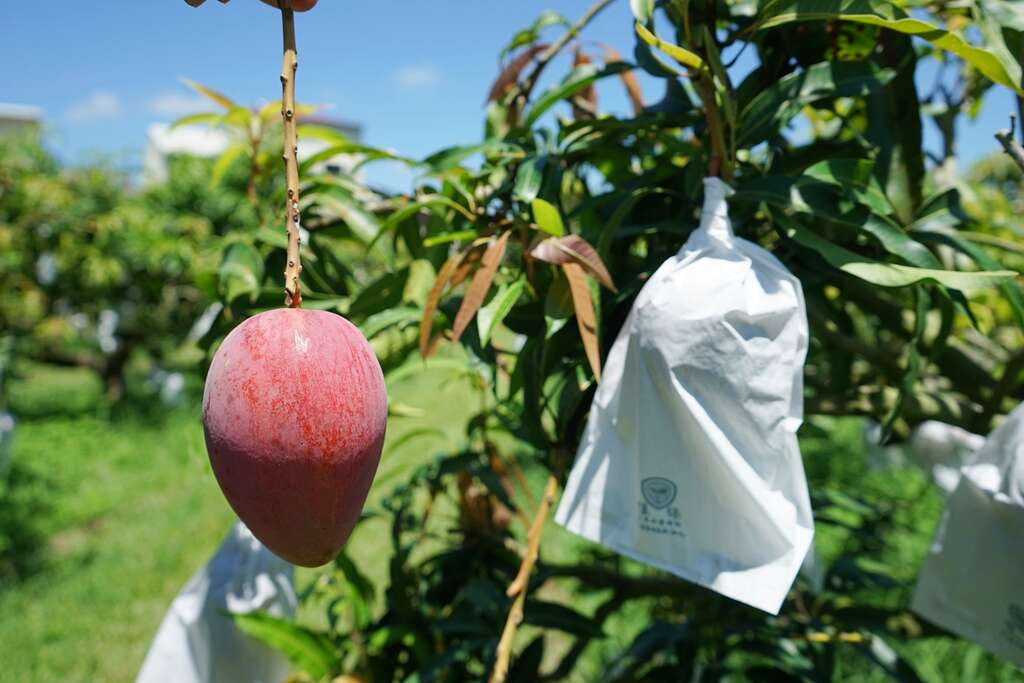 《夏日限定》來去產地採買芒果2