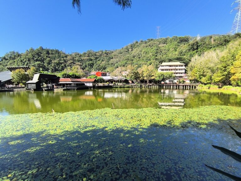 車埕貯木池晴天浮萍倒映藍天南投水里車埕一日遊