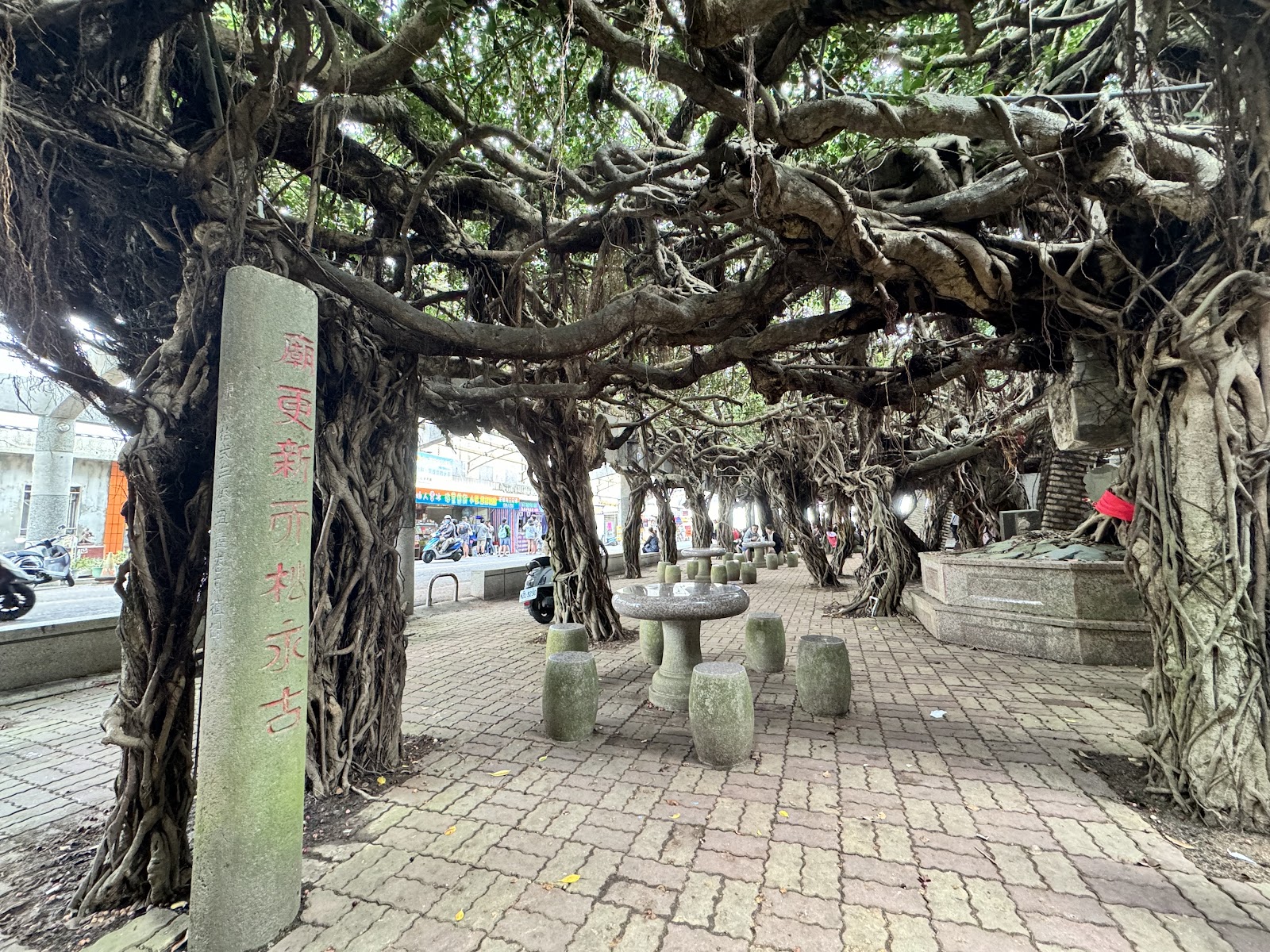 澎湖白沙鄉通梁古榕氣根拱廊近景