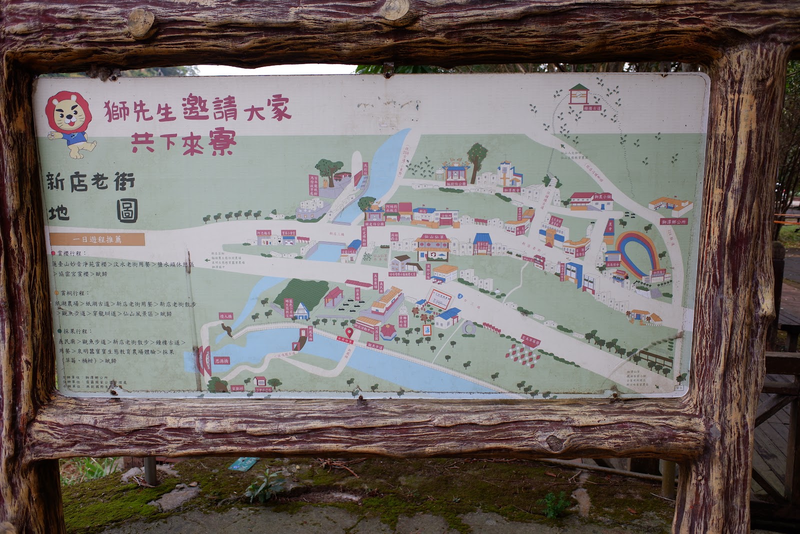 苗栗獅潭仙草花海紫色花田全景景觀