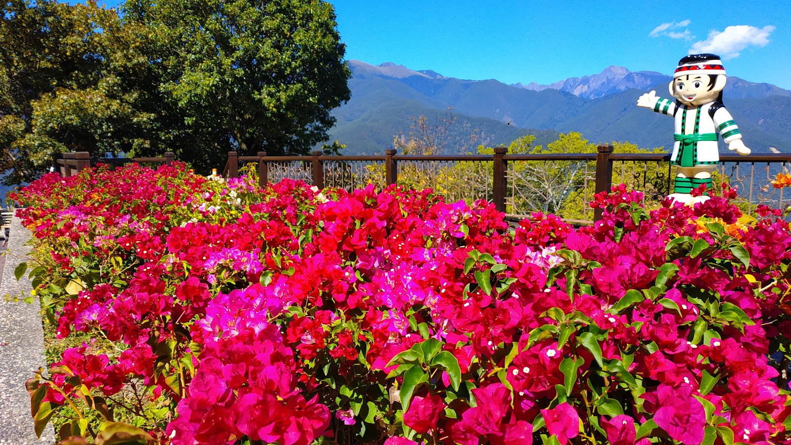 梨山楓之谷九重葛花海，遠方台中和平區高山景致