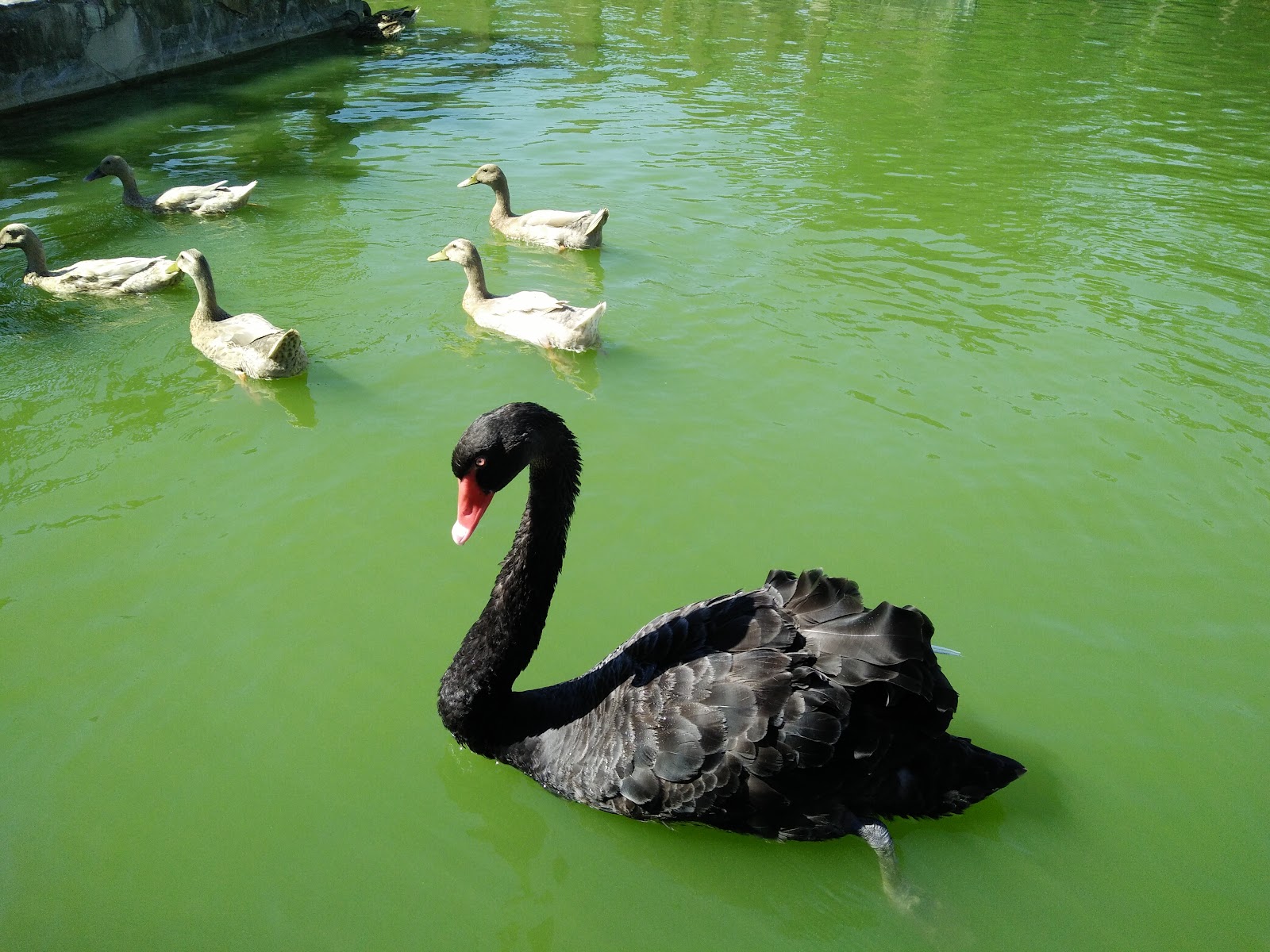 新營天鵝湖公園湖畔綠色景觀,環湖步道優美宜人