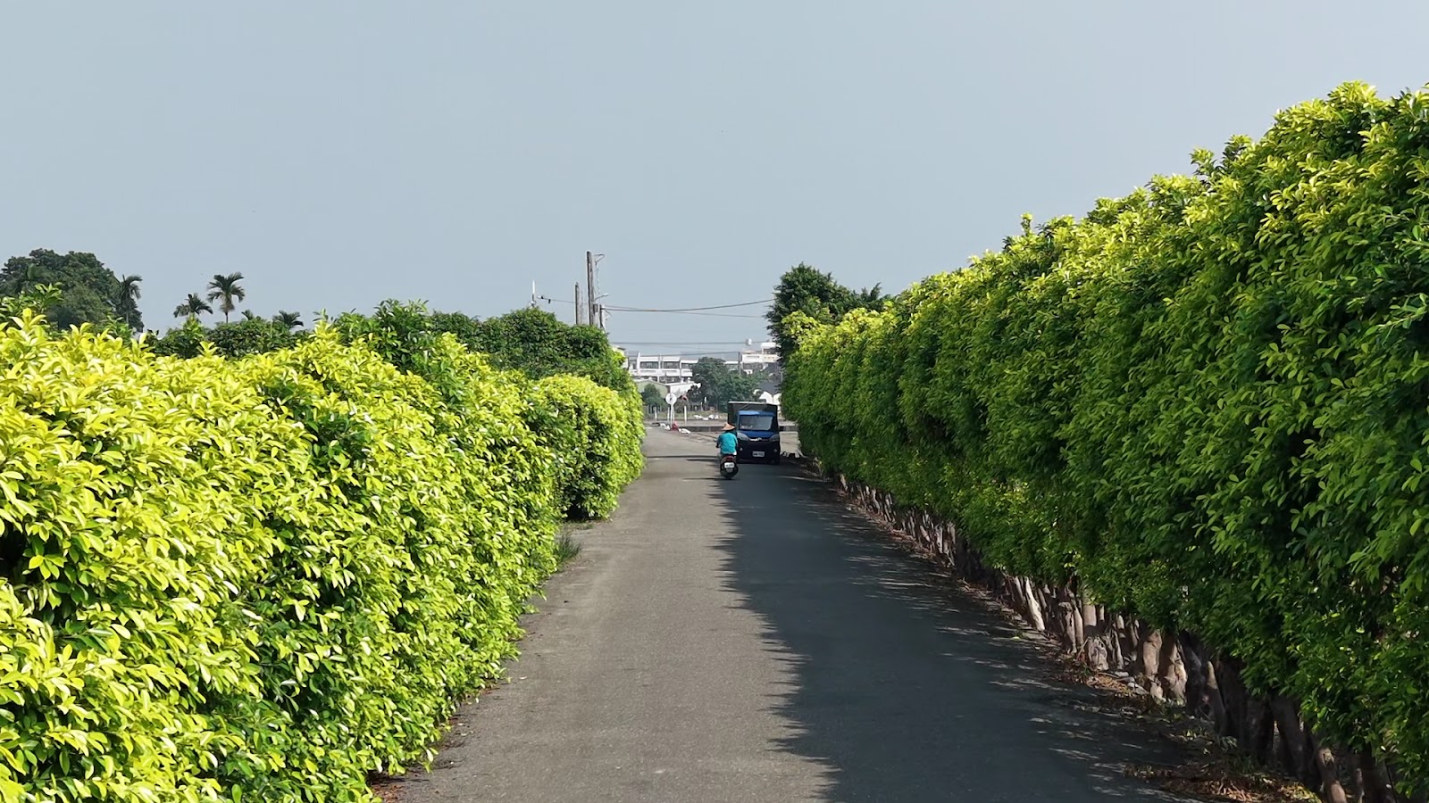 雲林元長榕樹牆綠色廊道空拍全景，綠蔭盎然像天然隧道，元長鄉一日遊必訪