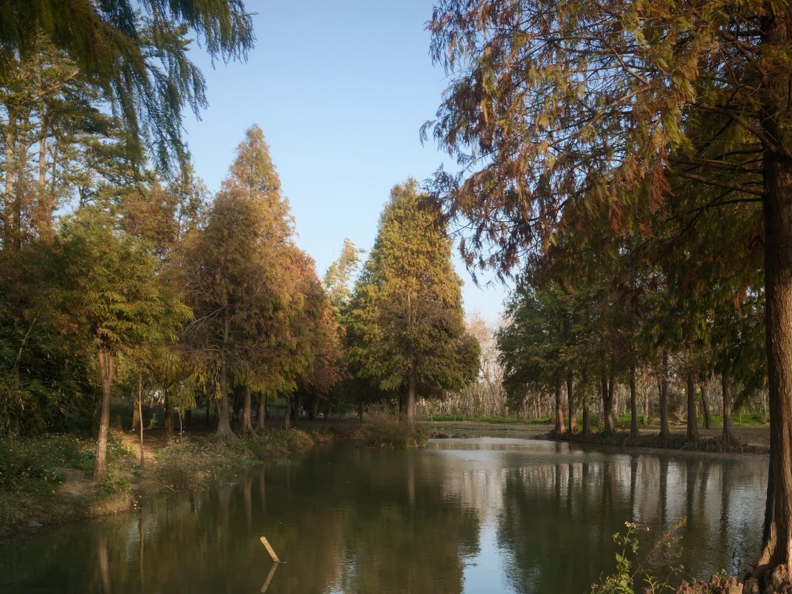 魚寮遺址池塘水面倒影與落羽松
