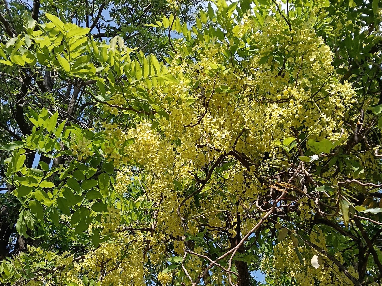 水牛公園阿勃勒黃花盛開