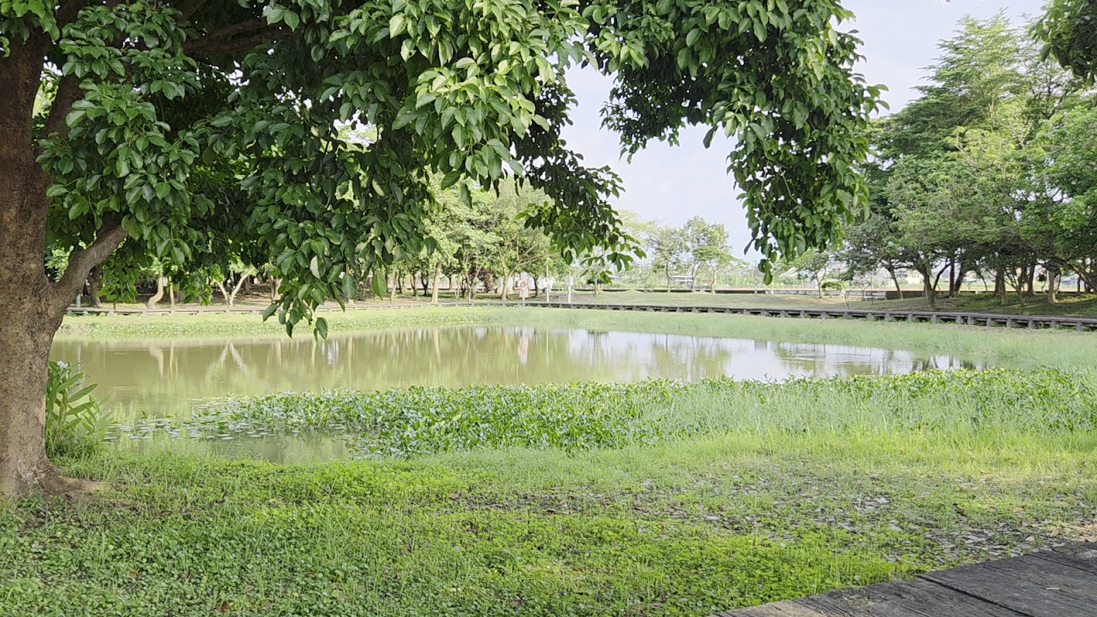 崁頂鄉自然生態公園樹蔭下的生態池