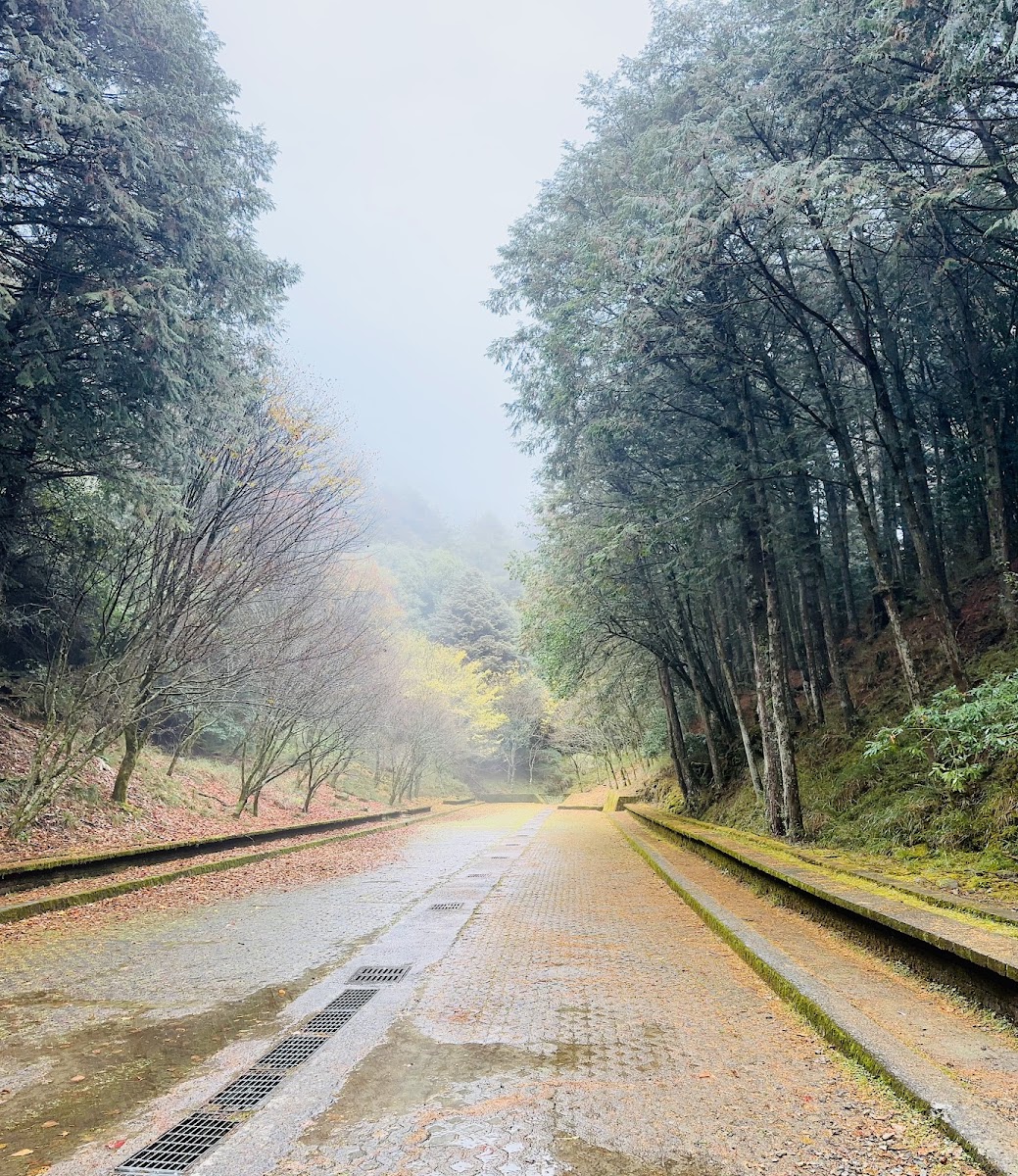 雪山神木步道秋日霧氣磚路兩側針葉林