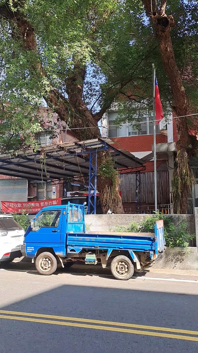 甲仙百年樟樹路旁仰角粗壯樹幹前景藍色貨車對比尺度