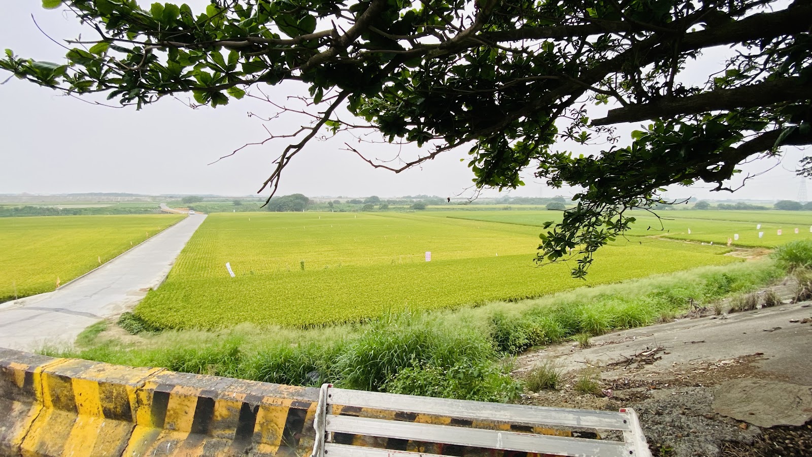 林腳堤岸旁老樹枝葉