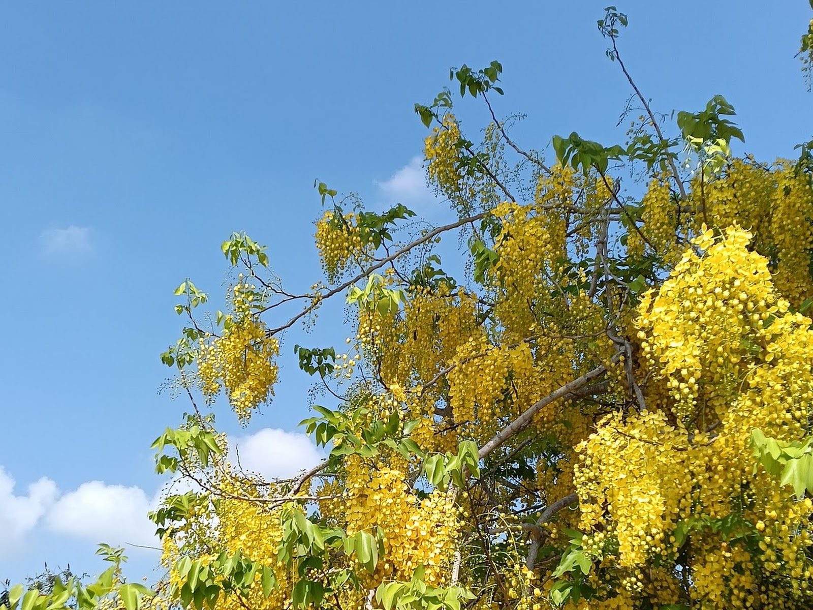 水牛公園阿勃勒花串特寫