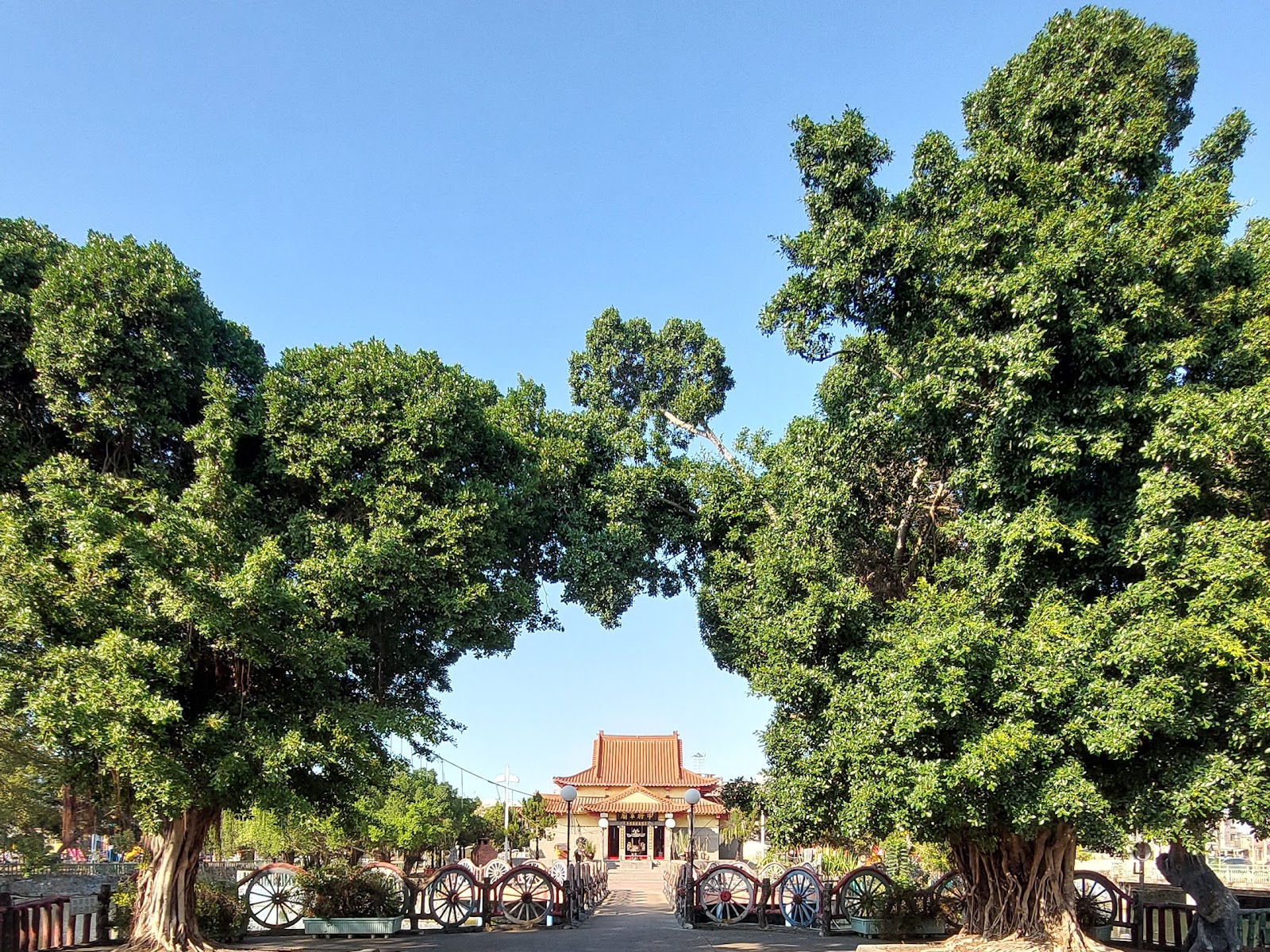 老樹夾道通往水牛厝牛將軍廟步道