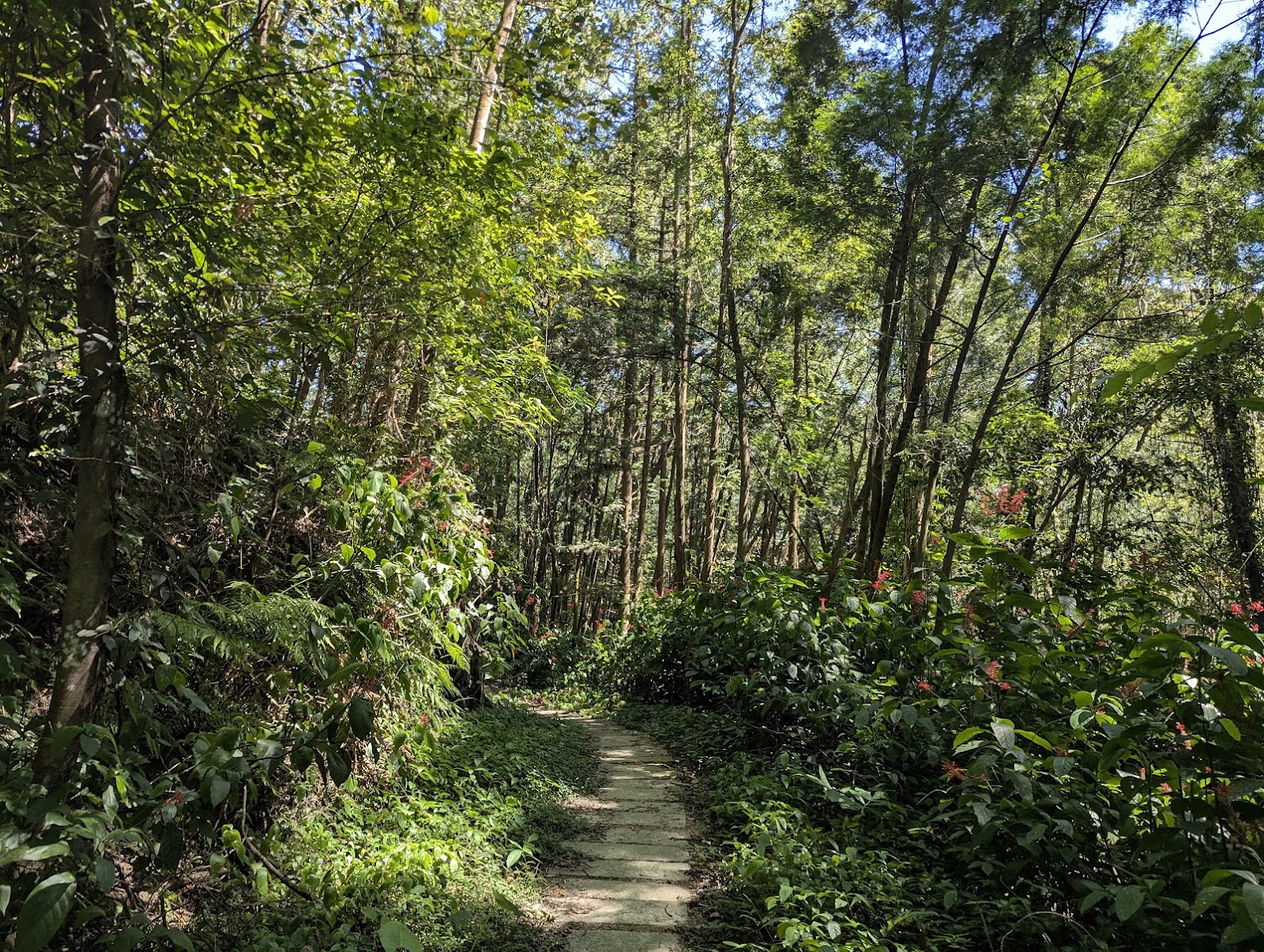 騎龍古道步道石板路，兩側竹林與雜木林環繞，新竹橫山健行步道