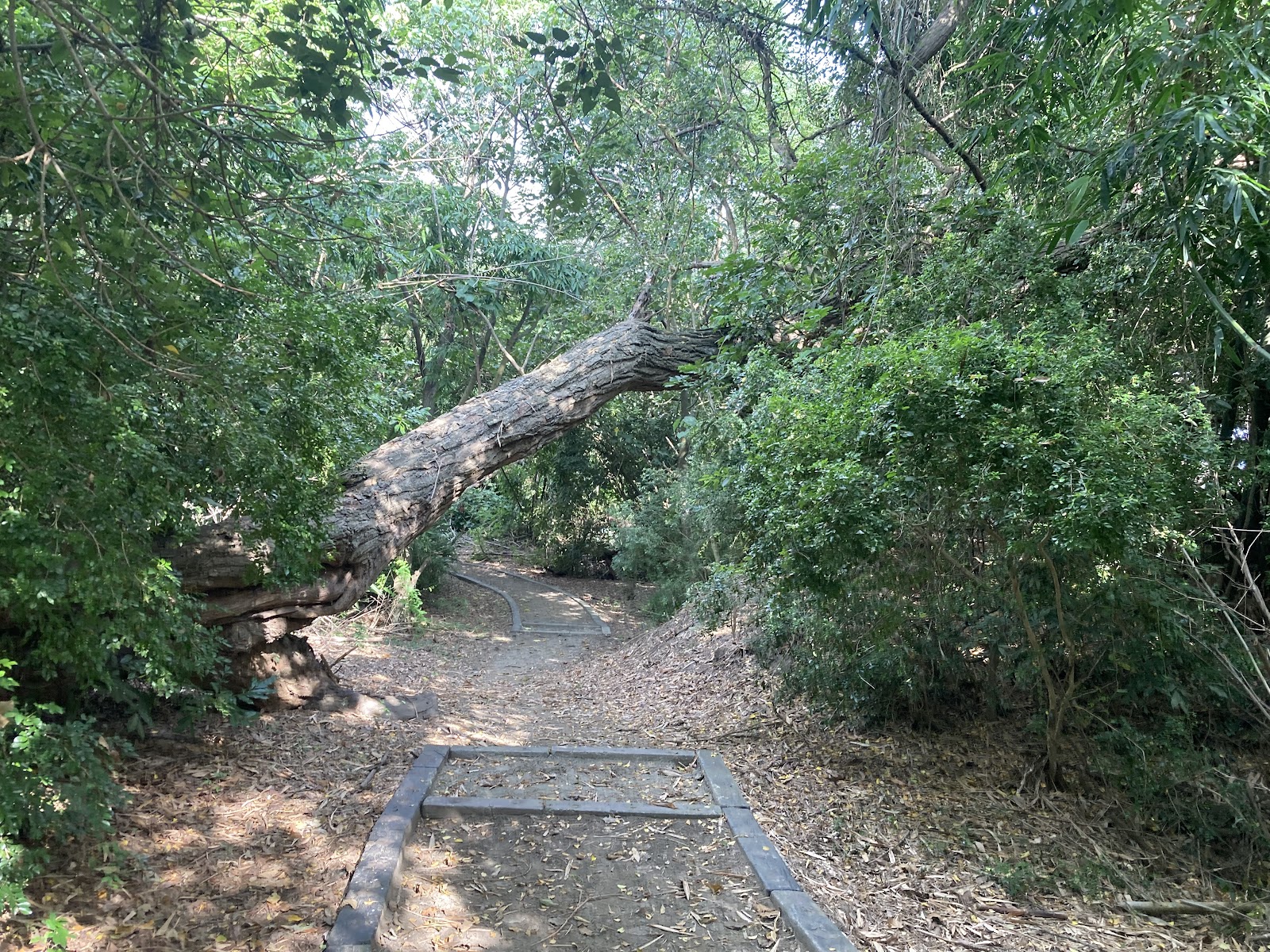二崙自然步道竹林沙地步道景觀，雲林生態健行路線