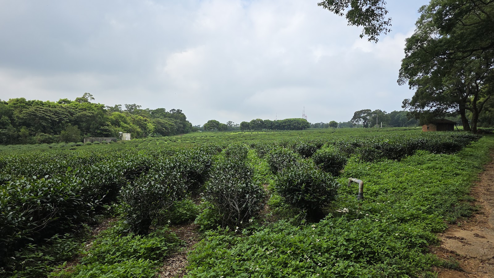 三義木雕博物館周邊廣袤農田茶園景色,視野遼闊