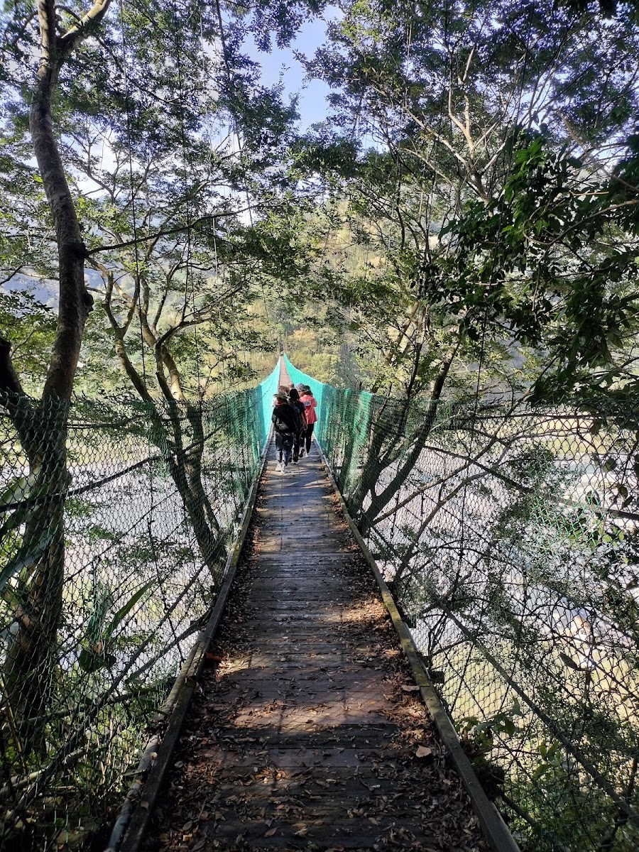 象鼻吊橋木板步道視角，從橋上望向前方林木，苗栗泰安秘境